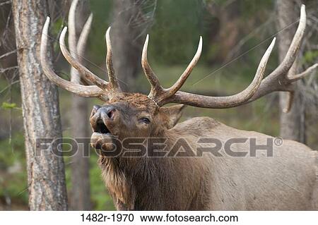 Bull Elk, Jasper Lodge, Jasper National Park, Alberta, Canada View Large Photo Image Stock Image - Bull Elk, Jasper Lodge, Jasper National Park, Alberta, Canada. Fotosearch