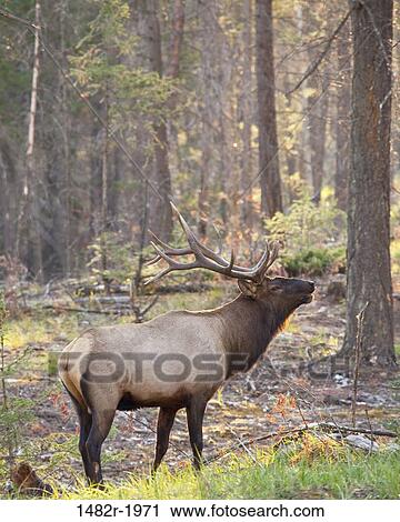 Bull Elk, Jasper Lodge, Jasper National Park, Alberta, Canada View Large Photo Image Stock Image - Bull Elk, Jasper Lodge, Jasper National Park, Alberta, Canada. Fotosearch