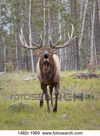 Bull Elk, Jasper Lodge, Jasper National Park, Alberta, Canada View Large Photo Image Stock Photo - Bull Elk, Jasper Lodge, Jasper National Park, Alberta, Canada. Fotosearch