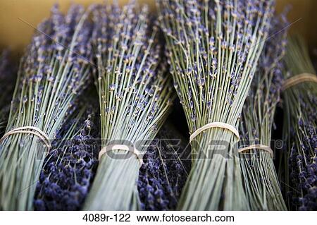 Bunches of lavenders, France View Large Photo Image Stock Image - Bunches of lavenders, France. Fotosearch