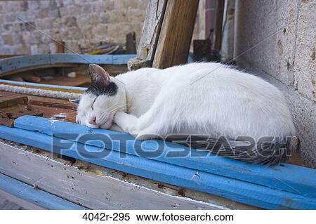 Cat sleeping, Dubrovnik, Croatia View Large Photo Image Stock Photography - Cat sleeping, Dubrovnik, Croatia. Fotosearch
