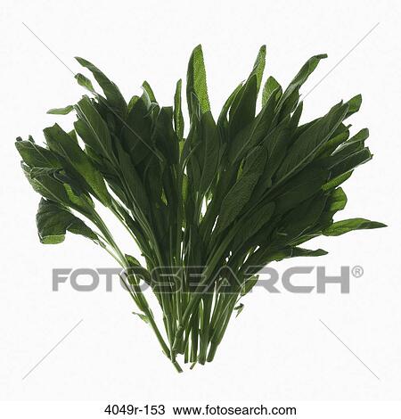 Close-up of a bunch of fresh herbs View Large Photo Image Stock Image - Close-up of a bunch of fresh herbs. Fotosearch