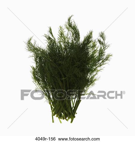 Close-up of a bunch of fresh herbs View Large Photo Image Stock Photograph - Close-up of a bunch of fresh herbs. Fotosearch