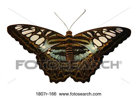Close-up of a butterfly View Large Photo Image Stock Photograph - Close-up of a butterfly. Fotosearch