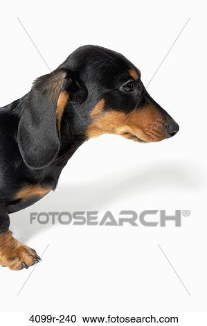 Stock Image - Close-up of a Dachshund puppy. Fotosearch