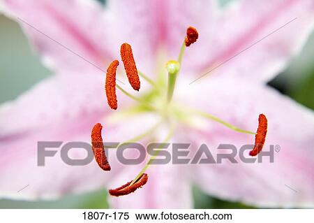 Close-up of a Lily View Large Photo Image Stock Photography - Close-up of a Lily. Fotosearch