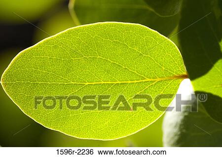 Stock Photograph - Close-up of a Manzanita leaf, Sierra Vista Scenic Byway, Sierra National Forest, California, USA. Fotosearch