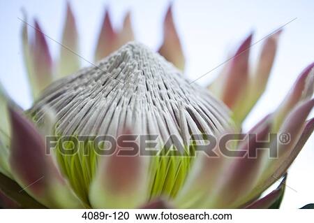 Close-up of a water lily flower View Large Photo Image Stock Image - Close-up of a water lily flower. Fotosearch