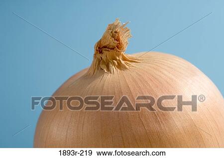 Close-up of an onion View Large Photo Image Stock Photo - Close-up of an onion. Fotosearch