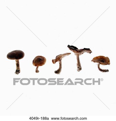 Close-up of assorted mushrooms View Large Photo Image Stock Image - Close-up of assorted mushrooms. Fotosearch
