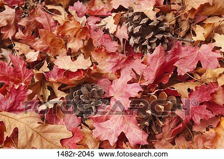 Close-up of autumn leaves with pine cones, Zion National Park, Utah, USA View Large Photo Image Stock Photography - Close-up of autumn leaves with pine cones, Zion National Park, Utah, USA. Fotosearch