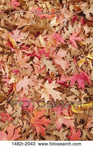Close-up of autumn leaves, Zion National Park, Utah, USA View Large Photo Image Stock Image - Close-up of autumn leaves, Zion National Park, Utah, USA. Fotosearch