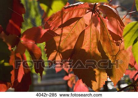 Close-up of autumnal maple leaves View Large Photo Image Stock Photography - Close-up of autumnal maple leaves. Fotosearch