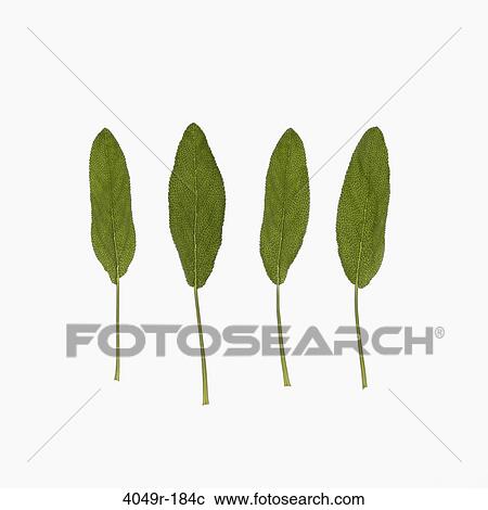 Close-up of four green leaves View Large Photo Image Stock Image - Close-up of four green leaves. Fotosearch