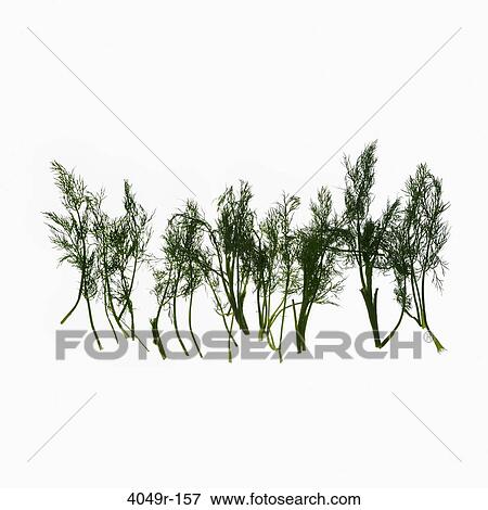 Close-up of fresh herbs View Large Photo Image Stock Photo - Close-up of fresh herbs. Fotosearch