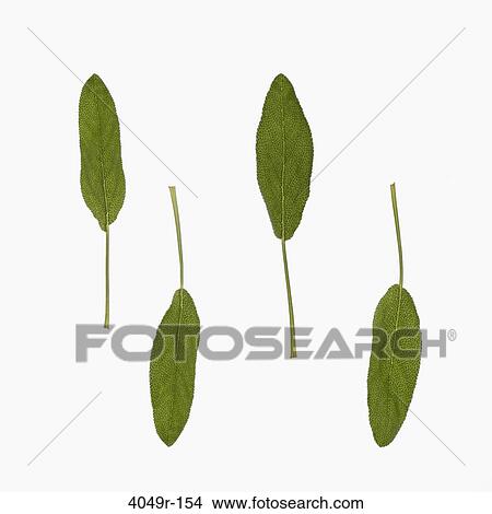 Close-up of green leaves View Large Photo Image Picture - Close-up of green leaves. Fotosearch
