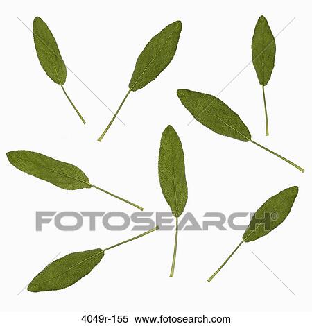 Close-up of green leaves View Large Photo Image Stock Photography - Close-up of green leaves. Fotosearch
