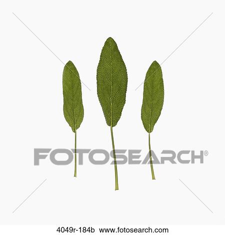Close-up of three green leaves View Large Photo Image Stock Image - Close-up of three green leaves. Fotosearch