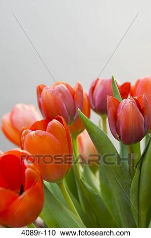 Stock Image - Close-up of Tulips. Fotosearch