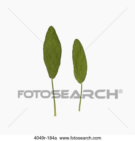 Stock Image - Close-up of two green leaves. Fotosearch