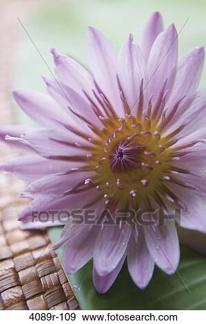 Close-up of water lily flower View Large Photo Image Stock Photo - Close-up of water lily flower. Fotosearch