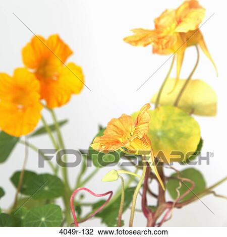 Stock Image - Close-up of yellow flowers. Fotosearch