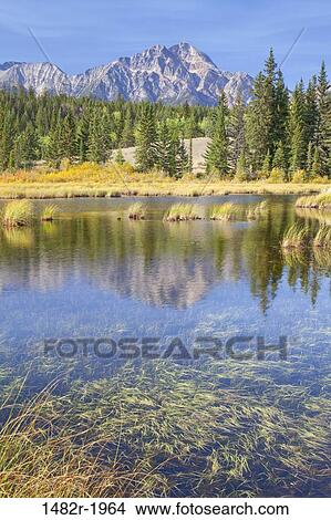 Cottonwood Slough, Pyramid Mountain, Jasper National Park, Alberta, Canada View Large Photo Image Picture - Cottonwood Slough, Pyramid Mountain, Jasper National Park, Alberta, Canada. Fotosearch