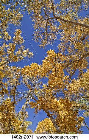 Cottonwood trees in autumn, Zion National Park, Utah, USA View Large Photo Image Stock Image - Cottonwood trees in autumn, Zion National Park, Utah, USA. Fotosearch