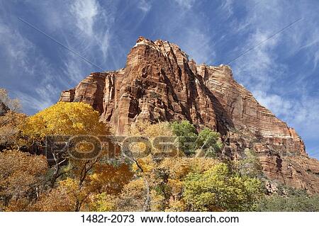 Cottonwood trees near a rock, Zion National Park, Utah, USA View Large Photo Image Stock Image - Cottonwood trees near a rock, Zion National Park, Utah, USA. Fotosearch