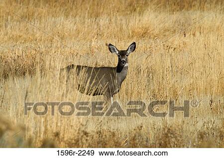 Deer in a field, Modoc National Wildlife Refuge, California, USA View Large Photo Image Stock Photo - Deer in a field, Modoc National Wildlife Refuge, California, USA. Fotosearch