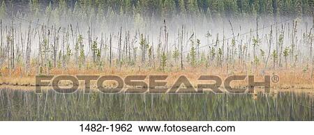 Foggy Morning, Mount Robson Provincial Park, British Columbia, Canada View Large Photo Image Stock Image - Foggy Morning, Mount Robson Provincial Park, British Columbia, Canada. Fotosearch