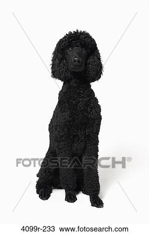 French poodle against a white background View Large Photo Image Stock Image - French poodle against a white background. Fotosearch