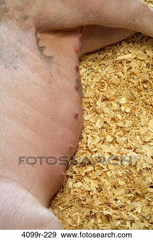 High angle view of a female pig sleeping View Large Photo Image Stock Photo - High angle view of a female pig sleeping. Fotosearch