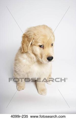 High angle view of a Golden Retriever puppy View Large Photo Image Stock Photography - High angle view of a Golden Retriever puppy. Fotosearch
