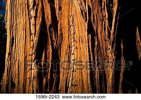 Incense cedar tree bark, Long Meadow Grove, Giant Sequoia National Monument, Sierra Nevada, California, USA View Large Photo Image Stock Image - Incense cedar tree bark, Long Meadow Grove, Giant Sequoia National Monument, Sierra Nevada, California, USA. Fotosearch