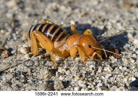 Jerusalem cricket (Stenopelmatus fuscus) in a field, Giant Sequoia National Monument, Sierra Nevada, California, USA View Large Photo Image Stock Image - Jerusalem cricket (Stenopelmatus fuscus) in a field, Giant Sequoia National Monument, Sierra Nevada, California, USA. Fotosearch