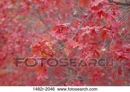 Maple tree in autumn, Zion National Park, Utah, USA View Large Photo Image Stock Photograph - Maple tree in autumn, Zion National Park, Utah, USA. Fotosearch