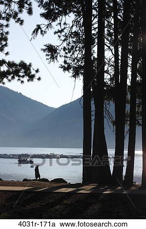 Person standing at the lakeside, Pinecrest Lake, Stanislaus National Forest, Tuolumne County, California, USA View Large Photo Image Stock Image - Person standing at the lakeside, Pinecrest Lake, Stanislaus National Forest, Tuolumne County, California, USA. Fotosearch