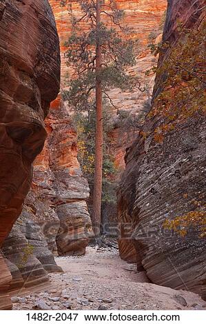 Stock Photo - Pine tree in a canyon, Zion-Mount Carmel Highway, Zion National Park, Utah, USA. Fotosearch