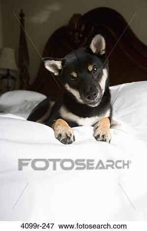 Shiba Inu puppy resting on the bed View Large Photo Image Stock Photo - Shiba Inu puppy resting on the bed. Fotosearch