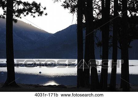 Silhouette of trees at the lakeside, Pinecrest Lake, Stanislaus National Forest, Tuolumne County, California, USA View Large Photo Image Stock Image - Silhouette of trees at the lakeside, Pinecrest Lake, Stanislaus National Forest, Tuolumne County, California, USA. Fotosearch