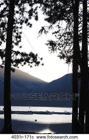 Silhouette of trees at the lakeside, Pinecrest Lake, Stanislaus National Forest, Tuolumne County, California, USA View Large Photo Image Stock Image - Silhouette of trees at the lakeside, Pinecrest Lake, Stanislaus National Forest, Tuolumne County, California, USA. Fotosearch