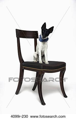 Smooth Fox terrier on chair View Large Photo Image Stock Image - Smooth Fox terrier on chair. Fotosearch