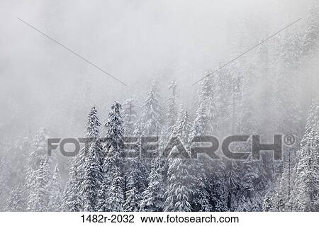 Snowy trees in winter, Snoqualmie Pass, Washington State, USA View Large Photo Image Stock Image - Snowy trees in winter, Snoqualmie Pass, Washington State, USA. Fotosearch