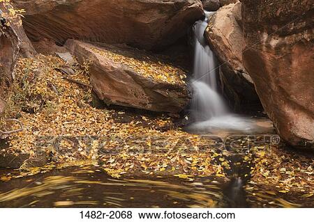 Stream with autumn leaves, Zion National Park, Utah, USA View Large Photo Image Stock Photo - Stream with autumn leaves, Zion National Park, Utah, USA. Fotosearch