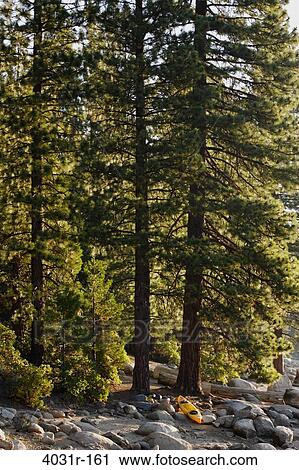 Trees in a forest, Pinecrest Lake, Stanislaus National Forest, Tuolumne County, California, USA View Large Photo Image Stock Image - Trees in a forest, Pinecrest Lake, Stanislaus National Forest, Tuolumne County, California, USA. Fotosearch
