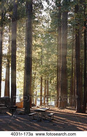 Trees in a forest, Pinecrest Lake, Stanislaus National Forest, Tuolumne County, California, USA View Large Photo Image Stock Image - Trees in a forest, Pinecrest Lake, Stanislaus National Forest, Tuolumne County, California, USA. Fotosearch