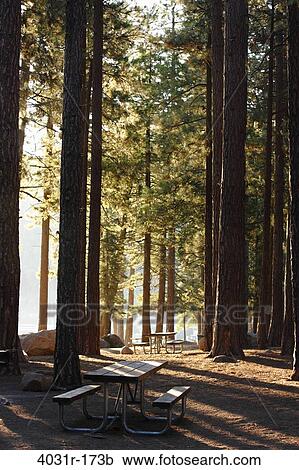 Stock Image - Trees in a forest, Pinecrest Lake, Stanislaus National Forest, Tuolumne County, California, USA. Fotosearch