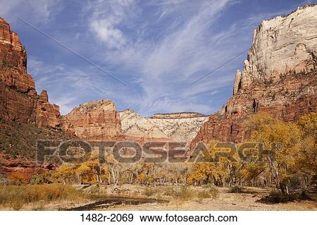 Trees in front of cliffs, Zion National Park, Utah, USA View Large Photo Image Stock Photo - Trees in front of cliffs, Zion National Park, Utah, USA. Fotosearch