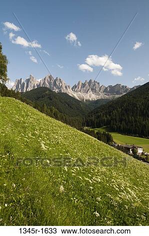 Trees with mountain range in the background, Geisler Gruppe, Funes Valley, Dolomites, Trentino-Alto-Adige, Italy View Large Photo Image Stock Image - Trees with mountain range in the background, Geisler Gruppe, Funes Valley, Dolomites, Trentino-Alto-Adige, Italy. Fotosearch